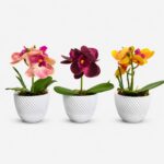 Kit 3 Vasos Nuage com arranjo mini Orquídea Permanente - Branco