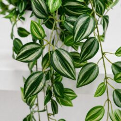 Arranjo Pendente Tradescantia Permanente Vaso Duna  - Branco - Imagem 2
