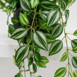 Arranjo Pendente Tradescantia Permanente Vaso Duna  - Preto - Imagem 2