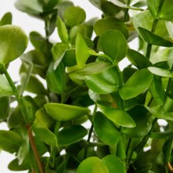 Arranjo de Eucalipto Permanente Verde Vaso Treliça - Marsala - Imagem 2