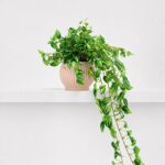 Arranjo Pendente Tradescantia Permanente Vaso Duna  - Bege